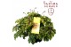 Heuchera indian summer green 