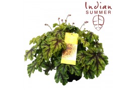 Heuchera indian summer green