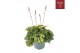 Heuchera indian summer green 