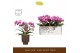 Phalaenopsis multiflora paars Freedanzo Robin in Emilia Brown Aquo 30  