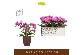 Phalaenopsis multiflora paars Freedanzo Robin in Emilia Brown Aquo 30 