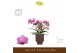 Phalaenopsis multiflora paars Freedanzo Robin in Emilia Brown Aquo 30  