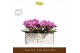 Phalaenopsis multiflora paars Freedanzo Robin in Emilia Brown Aquo 30  