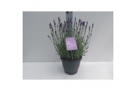 Lavandula havanna dark Lavandula Havanna in sierpot