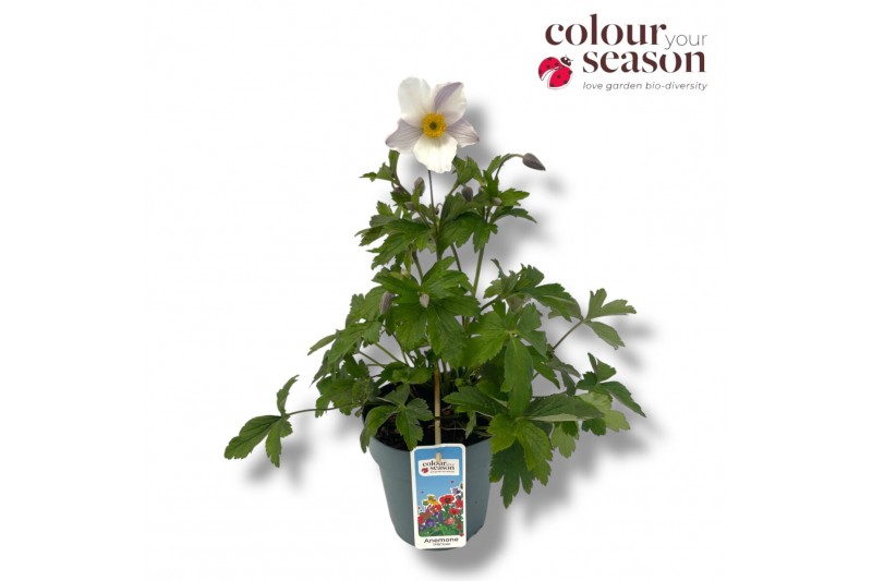 Anemone autumn single grp wild swan 