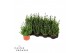 Lavandula angustifolia spear blue 