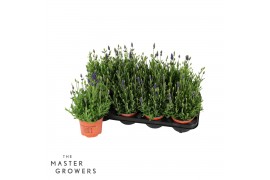 Lavandula angustifolia spear blue