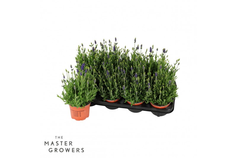 Lavandula angustifolia spear blue 
