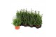 Lavandula angustifolia spear blue 