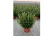 Lavandula angustifolia spear blue 