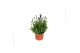 Lavandula angustifolia spear blue 