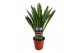 Cycas revoluta 