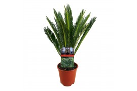 Cycas revoluta