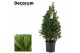 Laurus nobilis Piramide 25 cm diameter 