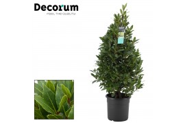 Laurus nobilis Piramide 25 cm diameter