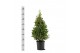 Laurus nobilis Piramide 25 cm diameter 
