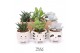 Succulenten TRULY Succulent, Animal Grey 1 pp 