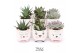 Succulenten TRULY Succulent, Animal White 1 pp 