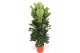 Ficus lyrata toef 