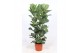 Ficus lyrata toef 