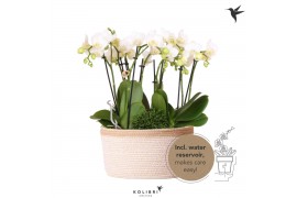 Phalaenopsis Kolibri Orchids Jungle - 6 tak White - White Basket