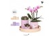 Phalaenopsis Kolibri Green up your home - Gift Set - Optimism pink 