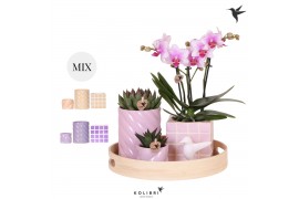 Phalaenopsis Kolibri Green up your home - Gift Set - Optimism pink