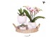 Phalaenopsis Kolibri Green up your home - Gift Set - All White 