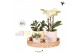 Phalaenopsis Kolibri Green up your home - Gift Set - Easter 