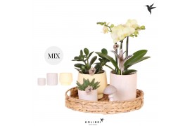 Phalaenopsis Kolibri Green up your home - Gift Set - Easter