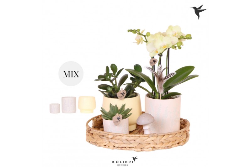 Phalaenopsis Kolibri Green up your home - Gift Set - Easter 