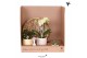 Phalaenopsis Kolibri Green up your home - Gift Set - Easter 