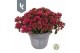 Sedum spurium spot on deep rose 