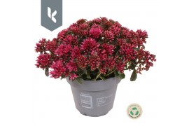 Sedum spurium spot on deep rose