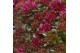 Sedum spurium spot on deep rose 