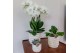Phalaenopsis Kolibri Green up your home - Gift Set small - Slow Living 