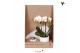 Phalaenopsis Kolibri Green up your home - Gift Set small - Slow Living 