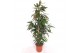 Ficus binnendijkii amstel king Ficus Amstel King 4 pp 