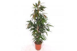 Ficus binnendijkii amstel king Ficus Amstel King 4 pp