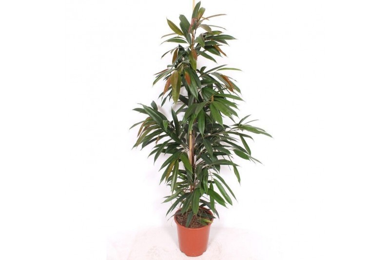 Ficus binnendijkii amstel king Ficus Amstel King 4 pp 