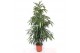 Ficus binnendijkii amstel king Ficus Amstel King 4 pp 