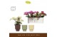Phalaenopsis multiflora mix Freedanzo Songbird Mix in Emilia Mix Aquo  