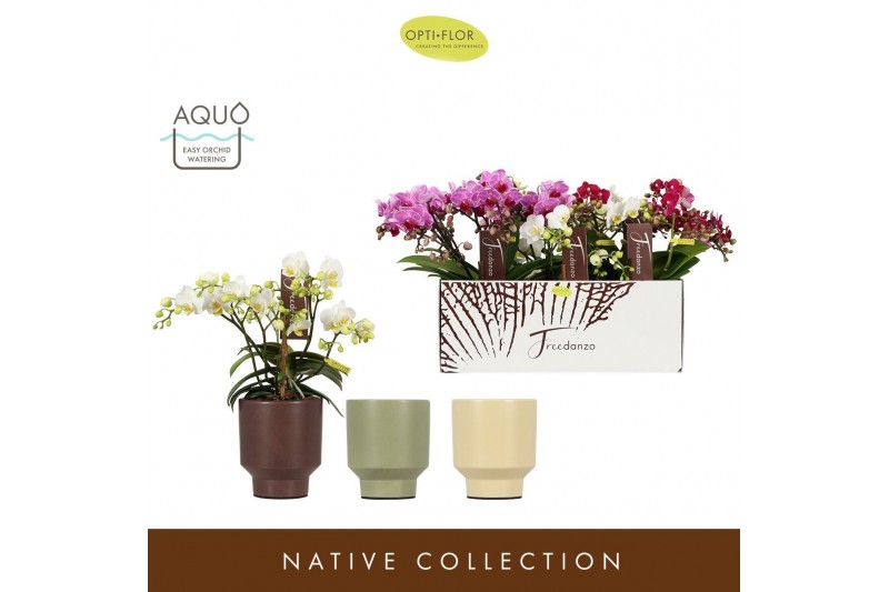 Phalaenopsis multiflora mix Freedanzo Songbird Mix in Emilia Mix Aquo  