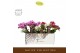 Phalaenopsis multiflora mix Freedanzo Songbird Mix in Emilia Mix Aquo  
