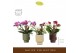 Phalaenopsis multiflora mix Freedanzo Songbird Mix in Emilia Mix Aquo  