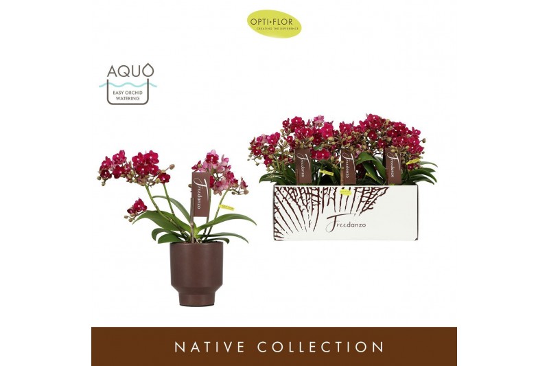 Phalaenopsis multiflora rood Freedanzo Sparrow in Emilia Brown Aquo 30 