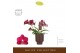 Phalaenopsis multiflora rood Freedanzo Sparrow in Emilia Brown Aquo 30 