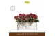 Phalaenopsis multiflora rood Freedanzo Sparrow in Emilia Brown Aquo 30 