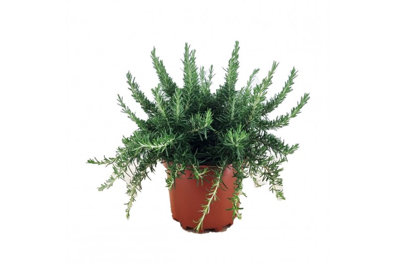 Rosmarinus prostratus officinalis 