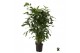 Caryota mitis 